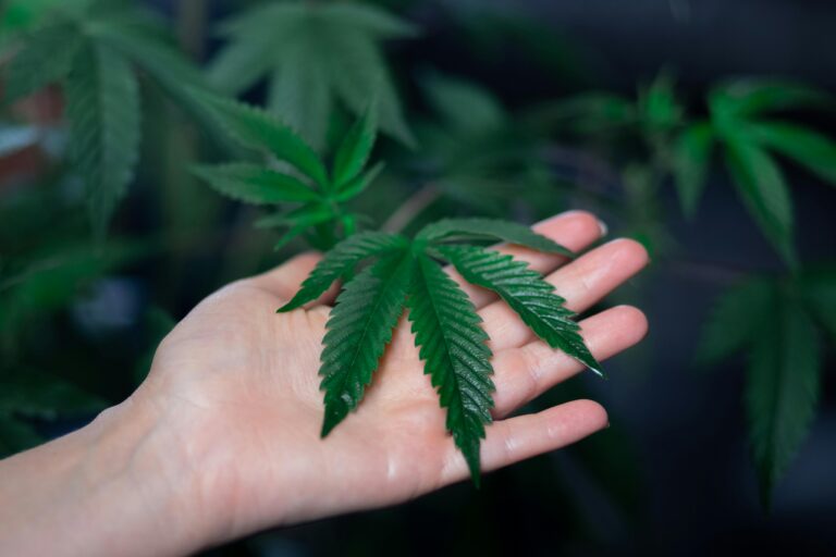 What’s the Process for Renewing a California Medical Marijuana Card?