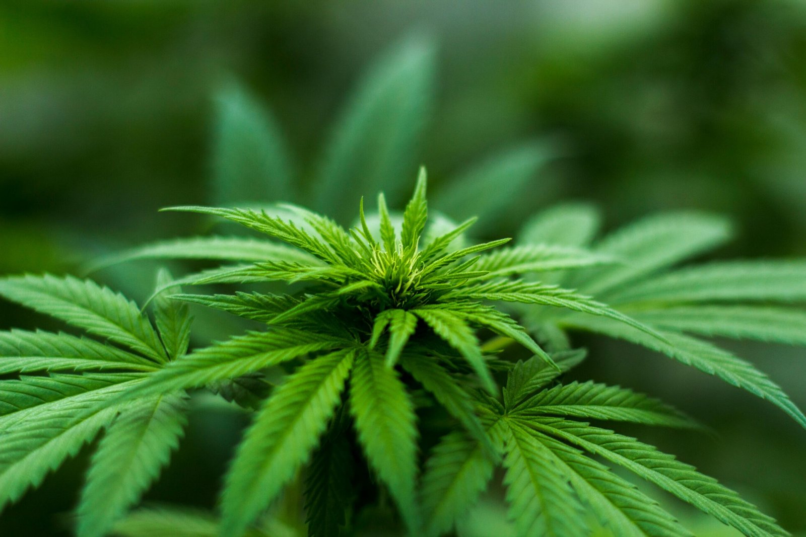 Do I Need a California MMIC If Recreational Cannabis Is Legal?